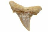 Mackerel Shark (Cretolamna) Tooth - Dakhla, Morocco #225284-1